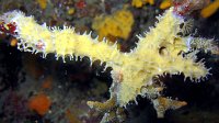 040 Eponge epineuse blanche (Pleraplysilla spinifera)